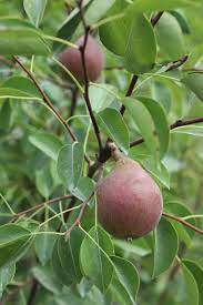 Maybe you would like to learn more about one of these? 2 N 1 Multi Budded Fruit Trees Devil Mountain Wholesale Nursery Devil Mountain Wholesale Nursery