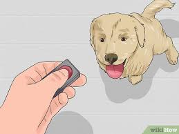 Puppies for dummies will give you the basics on how to raise and train your new puppy. 6 Ways To Train A Golden Retriever Puppy Wikihow