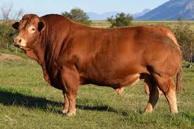 Limousin Cattle For Sale