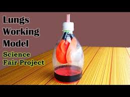 Biology Science Fair Projects For 8th Grade Awesome Lungs Working Model Science Models And Science Fair Projects For 7th Grade Youtube In 2020 Science Fair Science Models Science Fair Projects