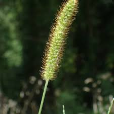 Image result for Setaria pumila