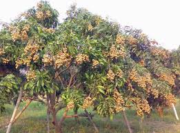 Dan tutorial lainnya, yang mana dapat bermanfaat sebagai cara membuat obat perangsang dari daun jeruk yang mudah pada artikel tersebut. Jual Obat Perangsang Buah Cara Mudah Membuahkan Tanaman Buah Bibit Buahku