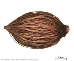 Image result for Coptosperma zygoon