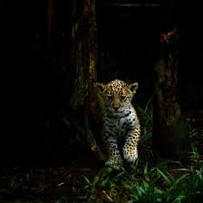 Animal Rescue Center Los Jaguares Ecuador Eco Volunteer