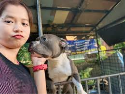 New Anatolian Shepherd Puppy