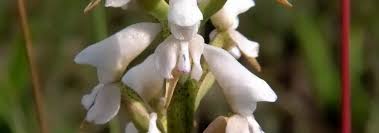 Image result for Disa aconitoides