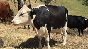 Farm transparency project is an australian animal protection charity, seeking to force transparency on industries that engage in animal cruelty and exploitation. Australian Restaurant Draws Controversy Over Hanging Cow Bbc News