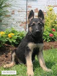 As breeders of the german shepherd dog, we are happy to help you find a perfect new addition to your family. German Shepherd Puppy For Sale In Indiana Buckeyepuppies German Shepherd Puppies Puppies German Shepherd