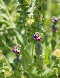 Image result for Cynoglossum coeruleum