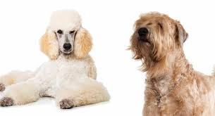 Known to be energetic and intelligent. Whoodle Dog Information Center The Wheaten Terrier Poodle Mix Breed
