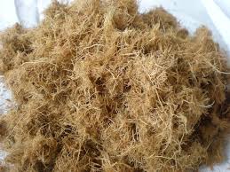 Currently, palm oil mills typically use the shell and the drier part of the fibre product stream, rather than efb, to fuel their boilers. 1 Ton Palm Efb Pellet Plant Biofuel Pellet Line
