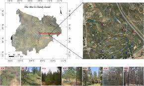 Image result for Polygala melilotoides
