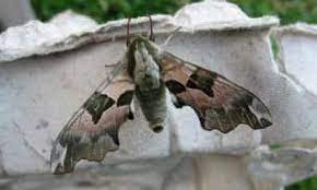 A butterfly garden is more than a flower bed. Rum And Treacle How To Attract Moths To Your Garden Gardens The Guardian