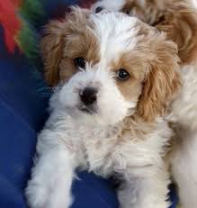 Find local cavapoo puppies in dogs and puppies in the uk and ireland. Pin Em Animals