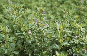 Image result for Medicago sativa