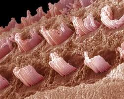 Why Do Loud Noises Cause Your Ears To Ring Inner Ear Fearfully Wonderfully Made Sensory System