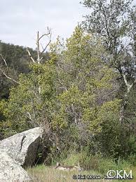 Image result for Rinorea ilicifolia