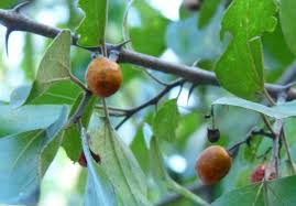 Image result for Ziziphus abyssinica