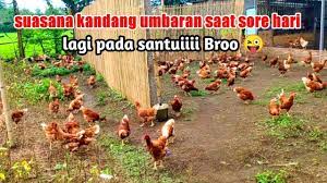 We did not find results for: Membuat Kandang Umbaran Yang Sangat Nyaman Dan Bebas Bau Busuk Youtube