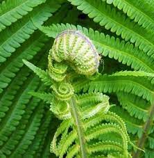 Beberapa jenis tumbuhan paku (seperti anggota selaginellales & salviniales) memiliki spora jantan yang berukuran lebih kecil (disebut mikrospora) dibandingkan spora betina (megaspora / makrospora). Daun Paku Ciri Ciri Klasifikasi Dan Manfaat Tanaman Paku
