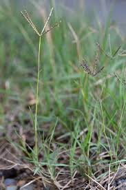 Image result for Cynodon incompletus