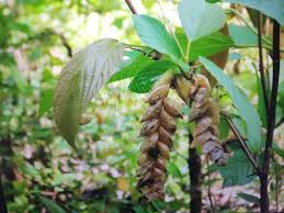 Image result for Flemingia strobilifera