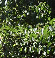 Image result for Vahadenia