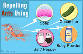 I was so relieved to find such safe and natural remedies since i always have children in the house. 14 Safe And Amazingly Simple Home Remedies To Get Rid Of Ants Home Quicks