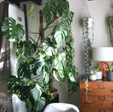 Image result for Monstera