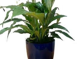 Besides beauty reasons, planting an indoor plant brings numerous benefits. 5 Plants To Help You Sleep Better In The Uae Health Fitness Gulf News