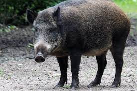 How do you catch wild hogs? Wild Boars Hogs And Pigs How Do I Get Rid Of Them Nite Guard