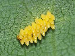 Your ladybug eggs stock images are ready. Pin On Rainforest Desert Inhabitants