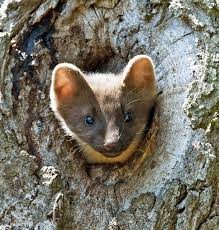 Image result for kuna lesní obrázky