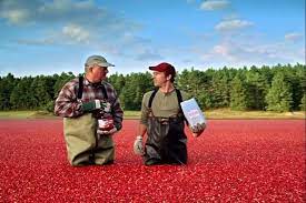 Check spelling or type a new query. Ocean Spray Sugar Bag Ocean Spray Ocean Drinks With Cranberry Juice