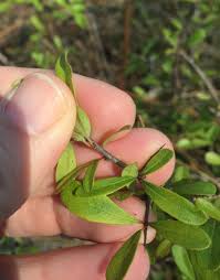 Image result for Rhynchosia chapmanii