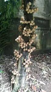 Image result for Syzygium jambos
