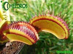 Image result for Helixanthera verruculosa