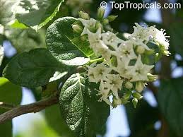 Image result for Ehretia obtusifolia