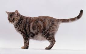 Kedi Icin Evde Dogum Hakkinda Bilgiler Pati Ver