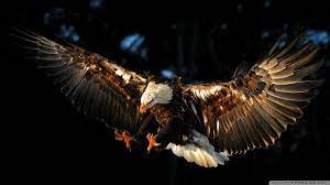 صور صقر صقور hawk طيور طبيعة 7 animal wallpaper eagle wallpaper cool eagle wallpapers