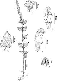 Image result for Tinnea rhodesiana