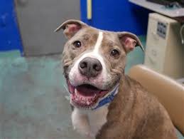 Pin On Dog Daily Posts