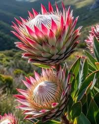 Image result for Protea micans