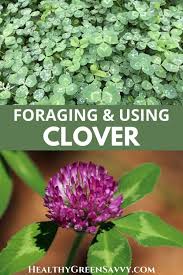 Edible Clover Identification Cautions 10 Best Uses In 2021 Herbs Natural Remedies Edible Wild Plants