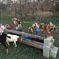 Kids At Play Goats Pinterest Goats Goat Playground And Goat Toys Kids At Play Goats Pinterest Goats Goat Pla Goat Playground Goat Toys Goat Pen