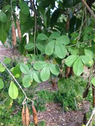 Image result for Crotalaria capensis