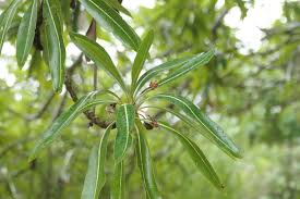 Image result for Breonadia salicina