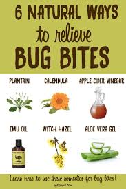 Bug Bites That Blister What To Do Allergies Causes Remedies Bug Bites Remedies Bed Bug Bites Remedies Bed Bug Bites
