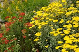 What Is A Yarrow Plant Hgtv