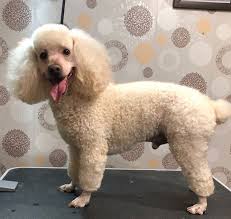 Maybe you would like to learn more about one of these? 75 Awesome Poodle Haircuts To Try